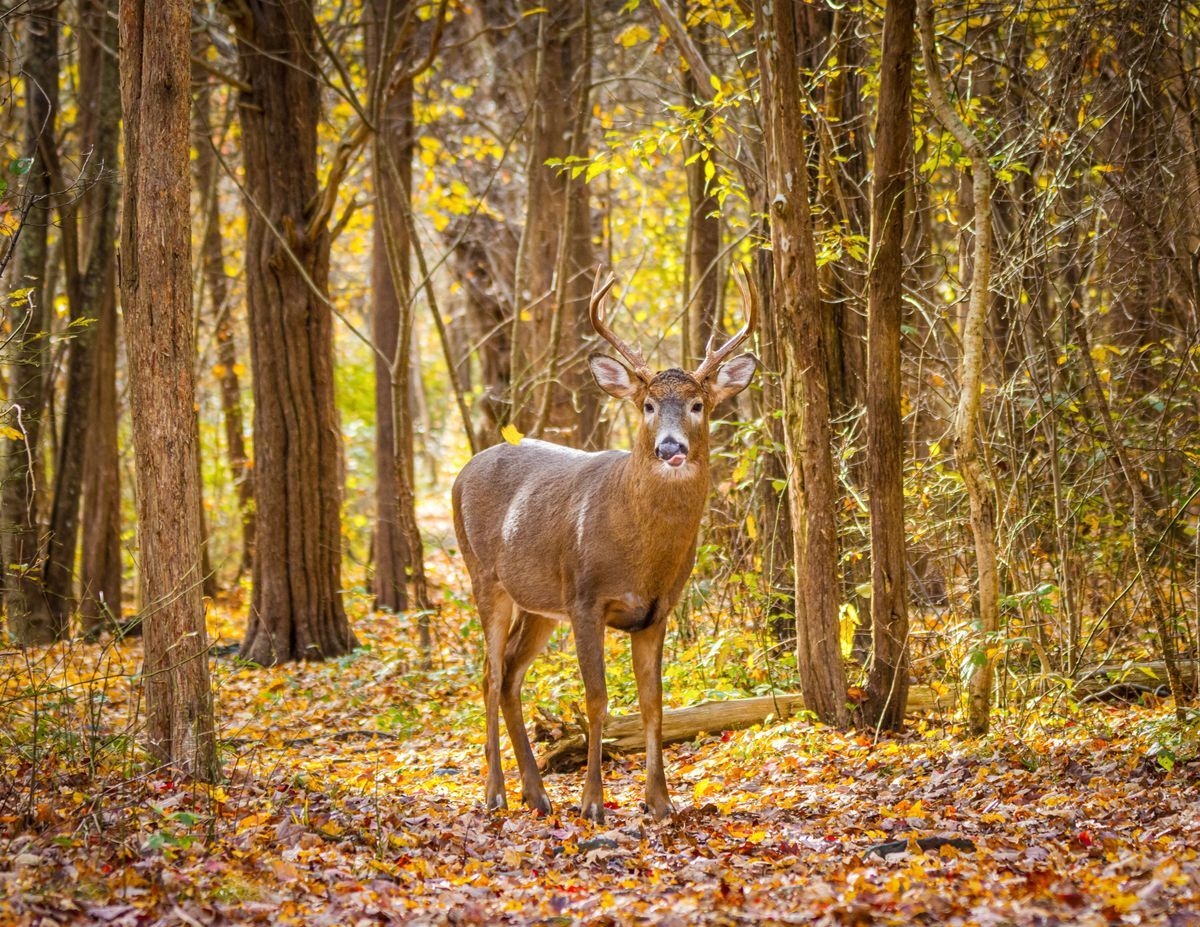 White-tailed Deer by Carmen Rugel