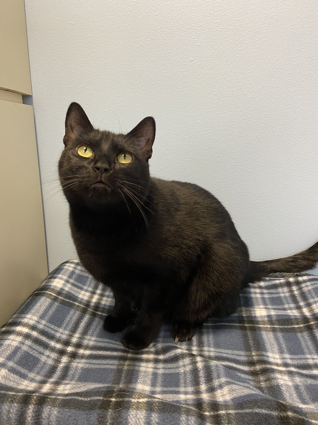 This black cat has waited 500 days in a Bergen shelter. Viral video may help her find home (NorthJersey.com)