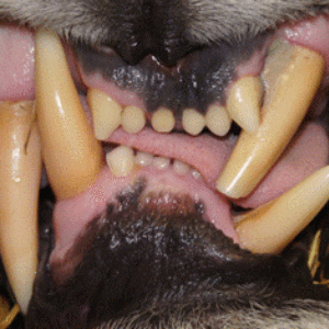 Tiger-Sized Dental Surgery