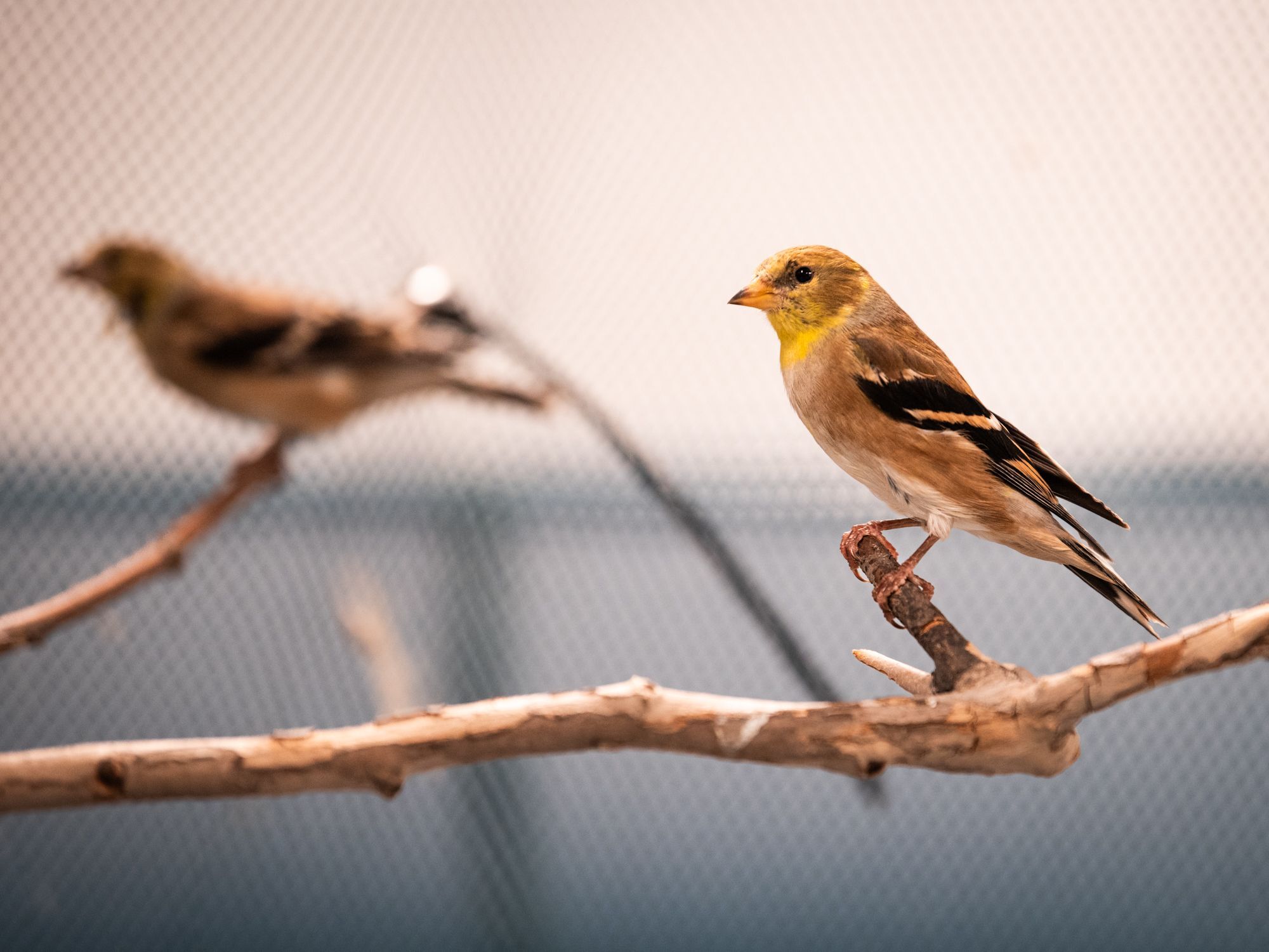 American Goldfinch Bird Nursery Wildlife Rehab