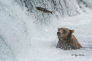 Register for December 6, 2023: Bears, Bears, and More Bears