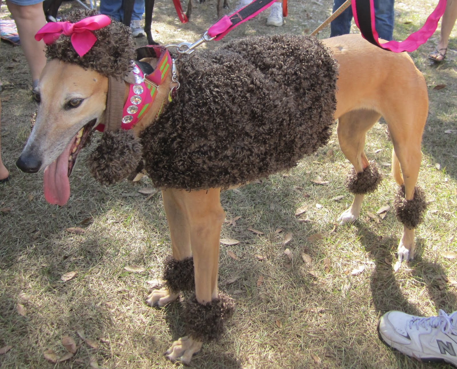 Dogtober Fest