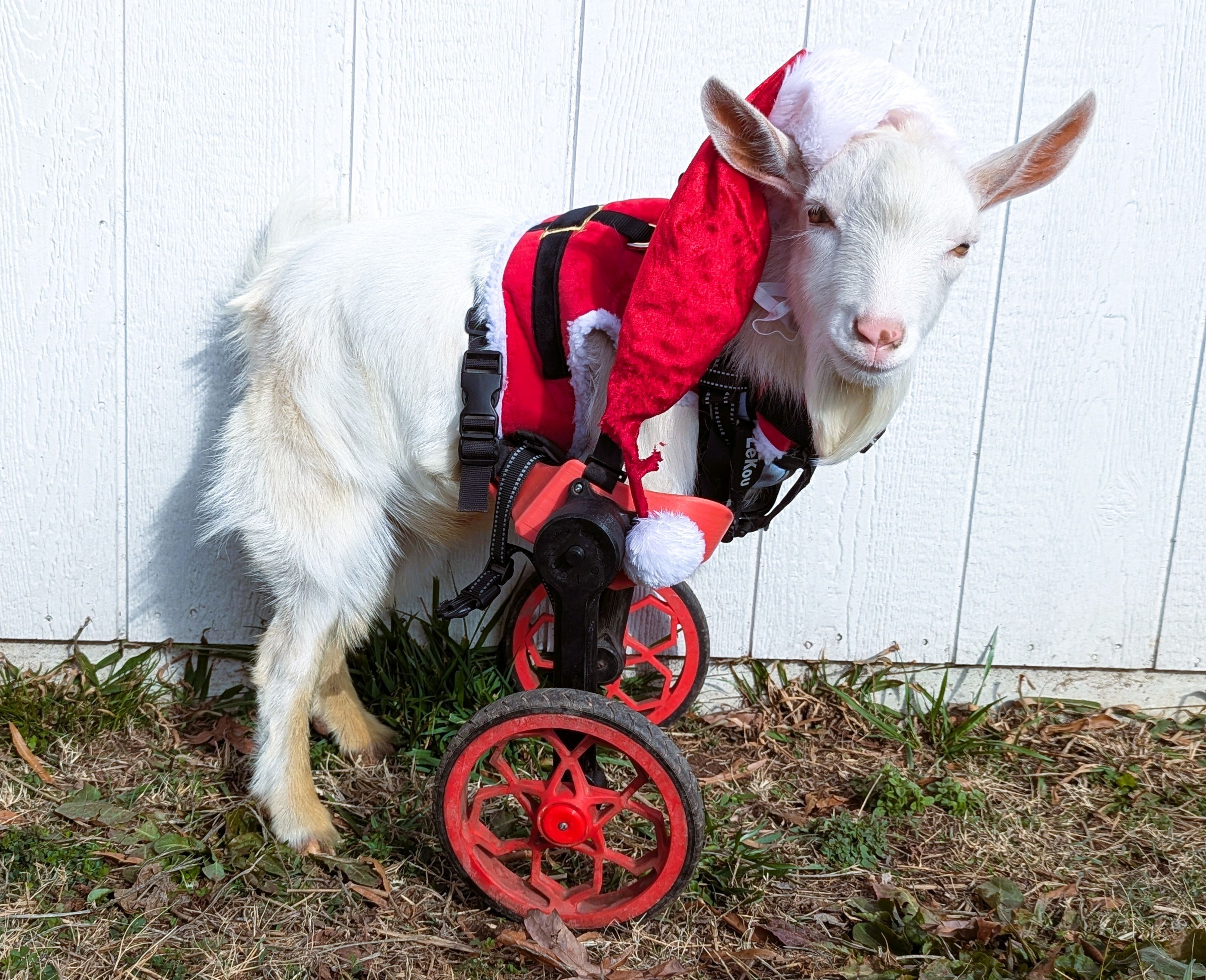 Watch Lucca in his Christmas Outfits