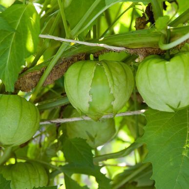 Tomatillo