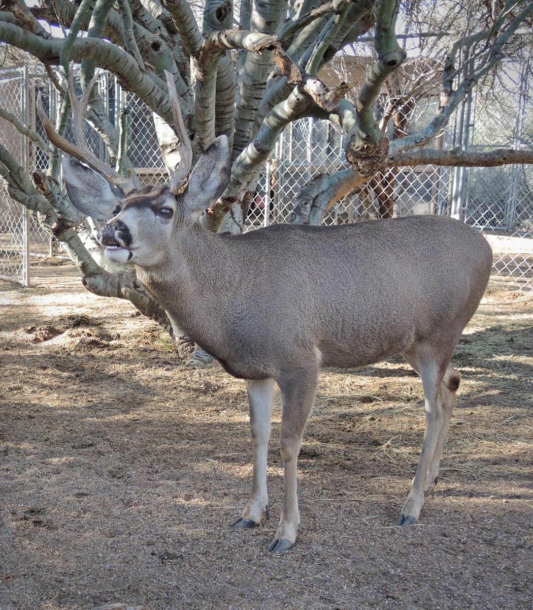 Lou Mule Deer