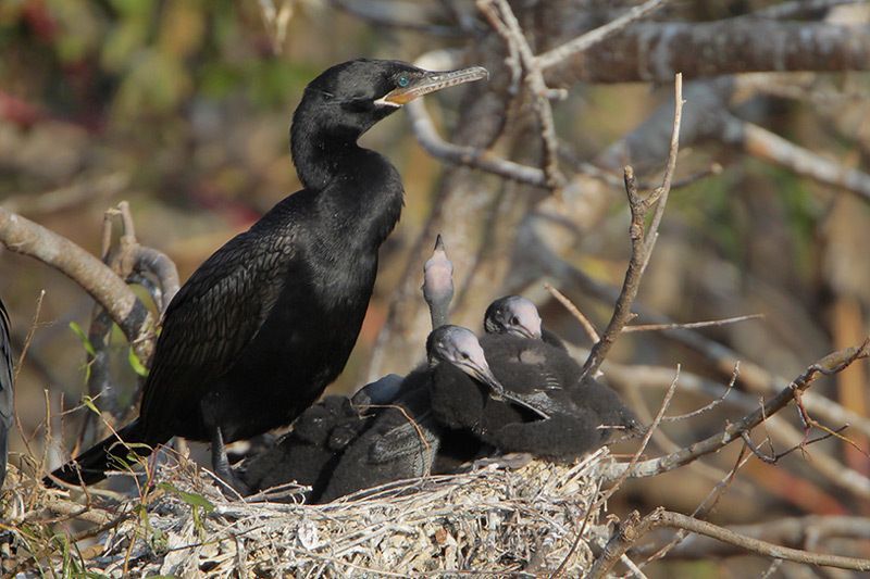 Neotropic Cormorants