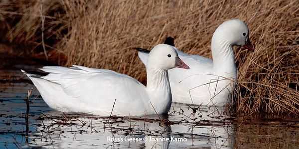 Ross's Goose | Bird Gallery | Houston Audubon