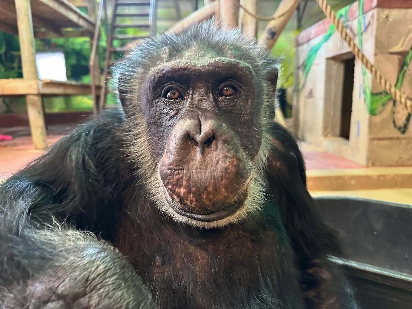 chimpanzee Loulis