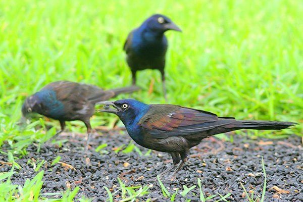 Common Grackles