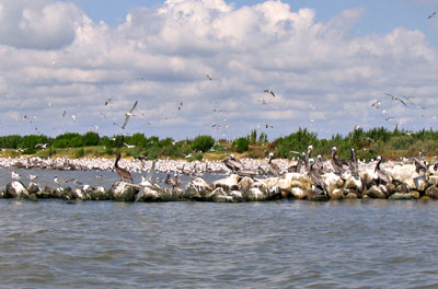 Brown Pelicans on Evia Island