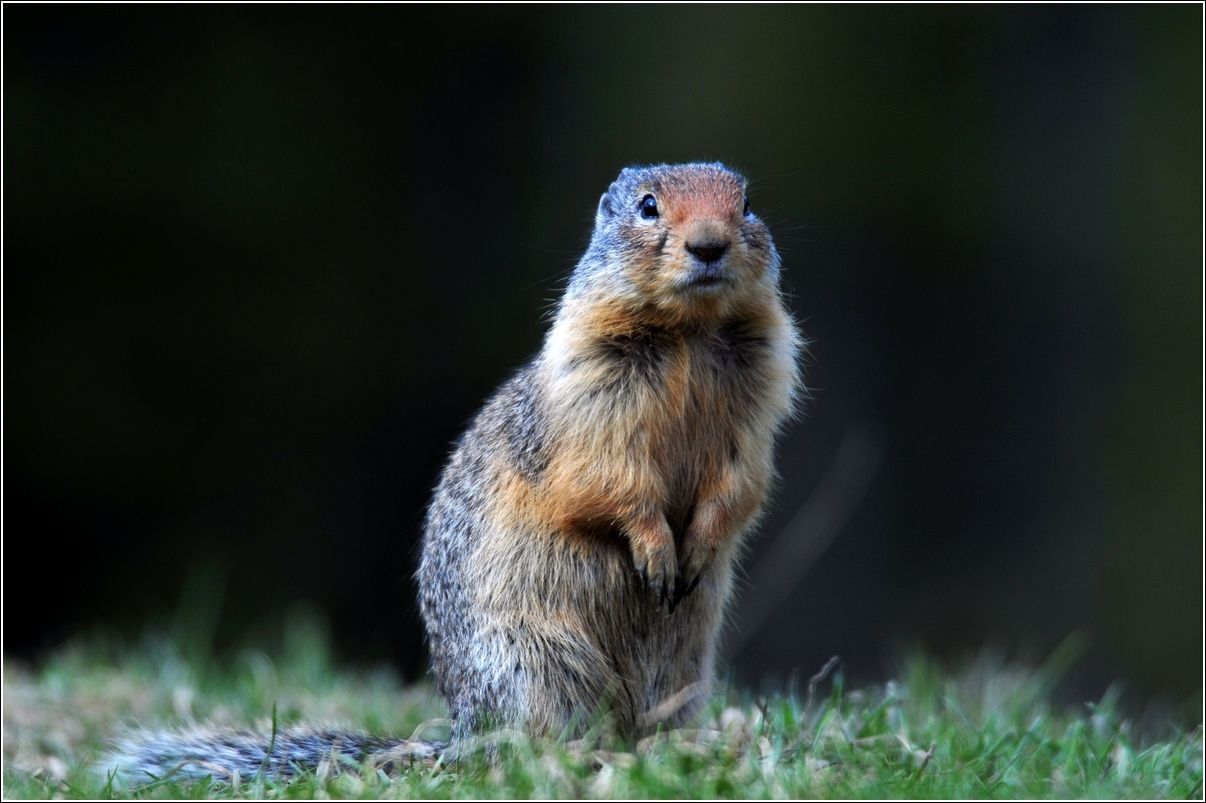 Ground squirrel protective measures for Missoula County