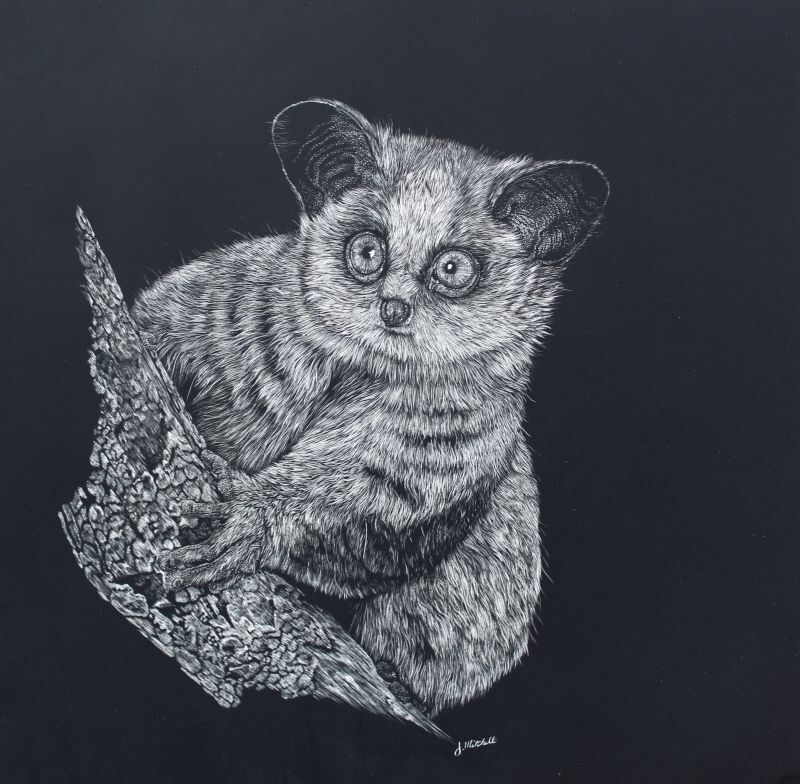 Lesser Galago (Bushbaby)