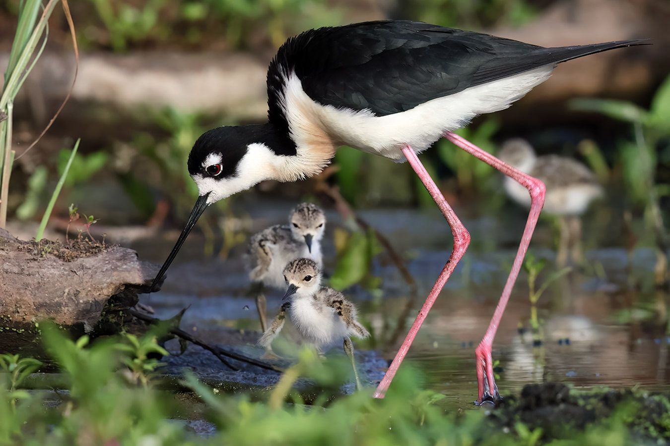 Black-necked Stilt with Chicks - Andrew McCullough