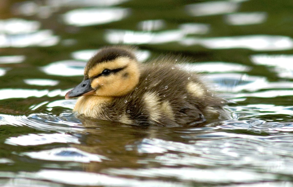 Ducks, Geese and Other Water Birds : Found a Wild Animal? : Wildlife ...