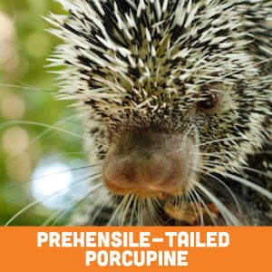 Prehensile-tailed porcupine