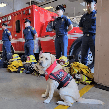 are dogs used in fire fighting