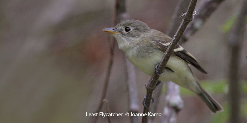 Least Flycatcher