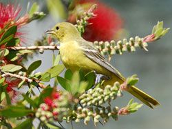 Orchard Oriole