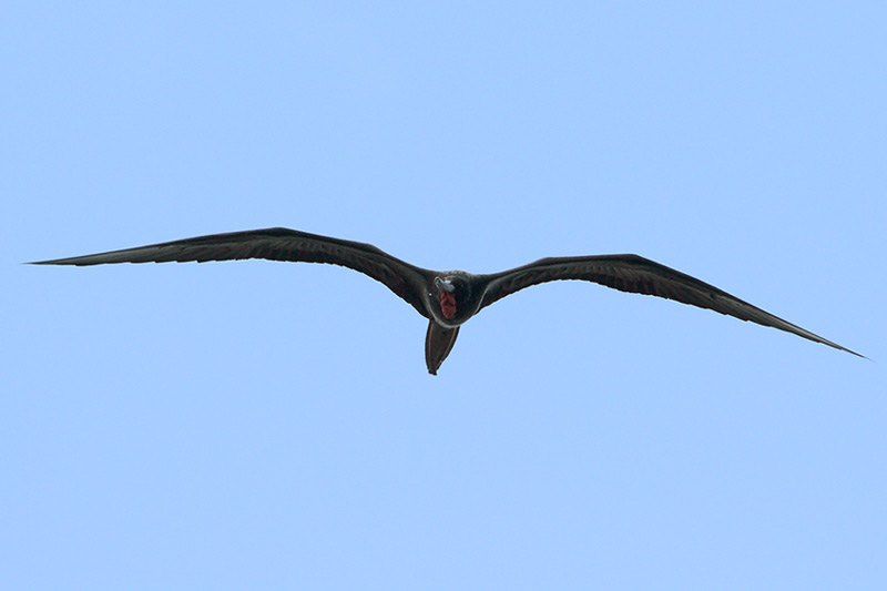 Magnificent Frigatebird