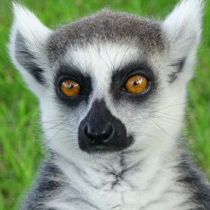 Lemurs