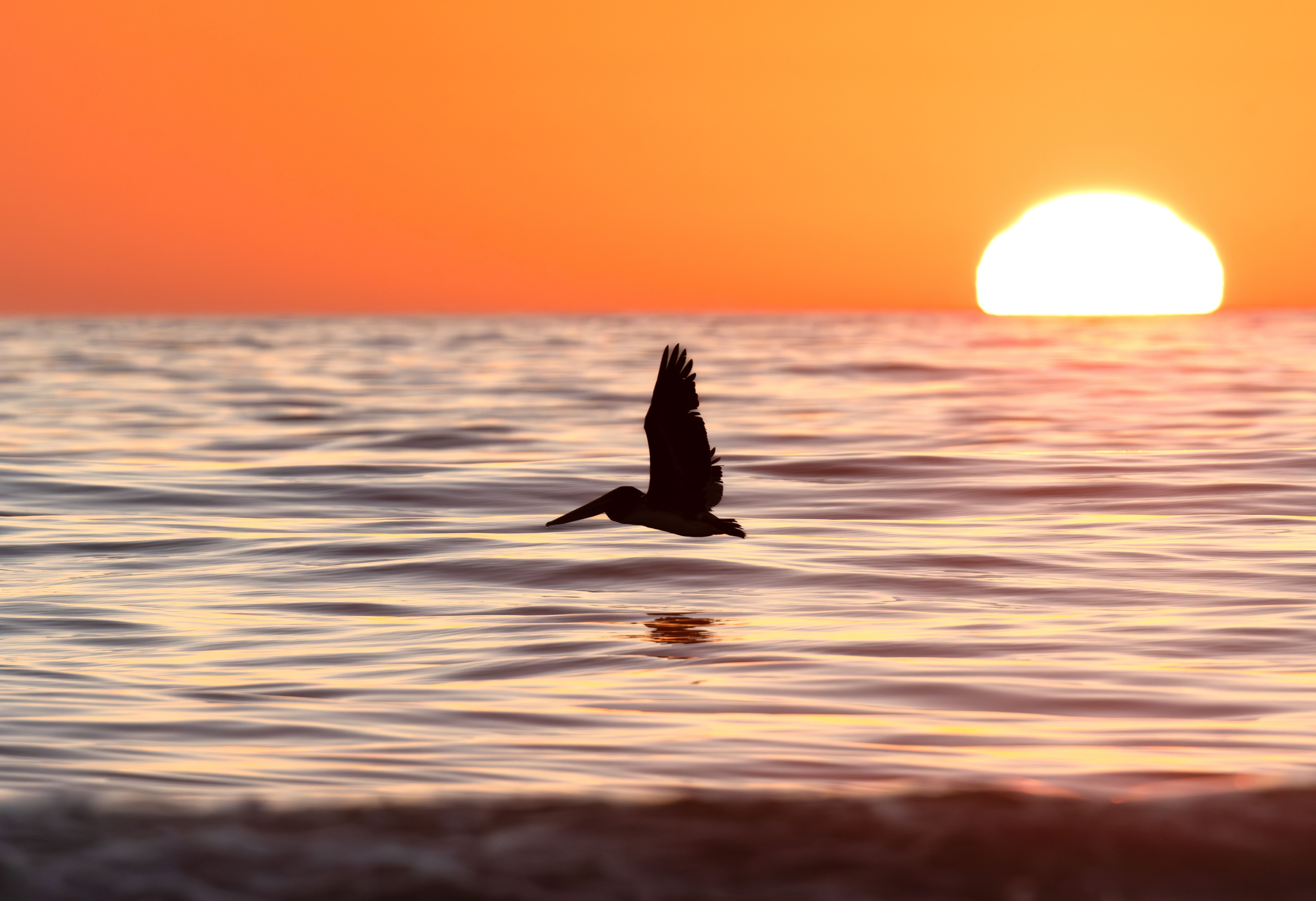 Photo of a brown pelican flying over the ocean, silhouetted by the setting sun