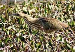 American Bittern