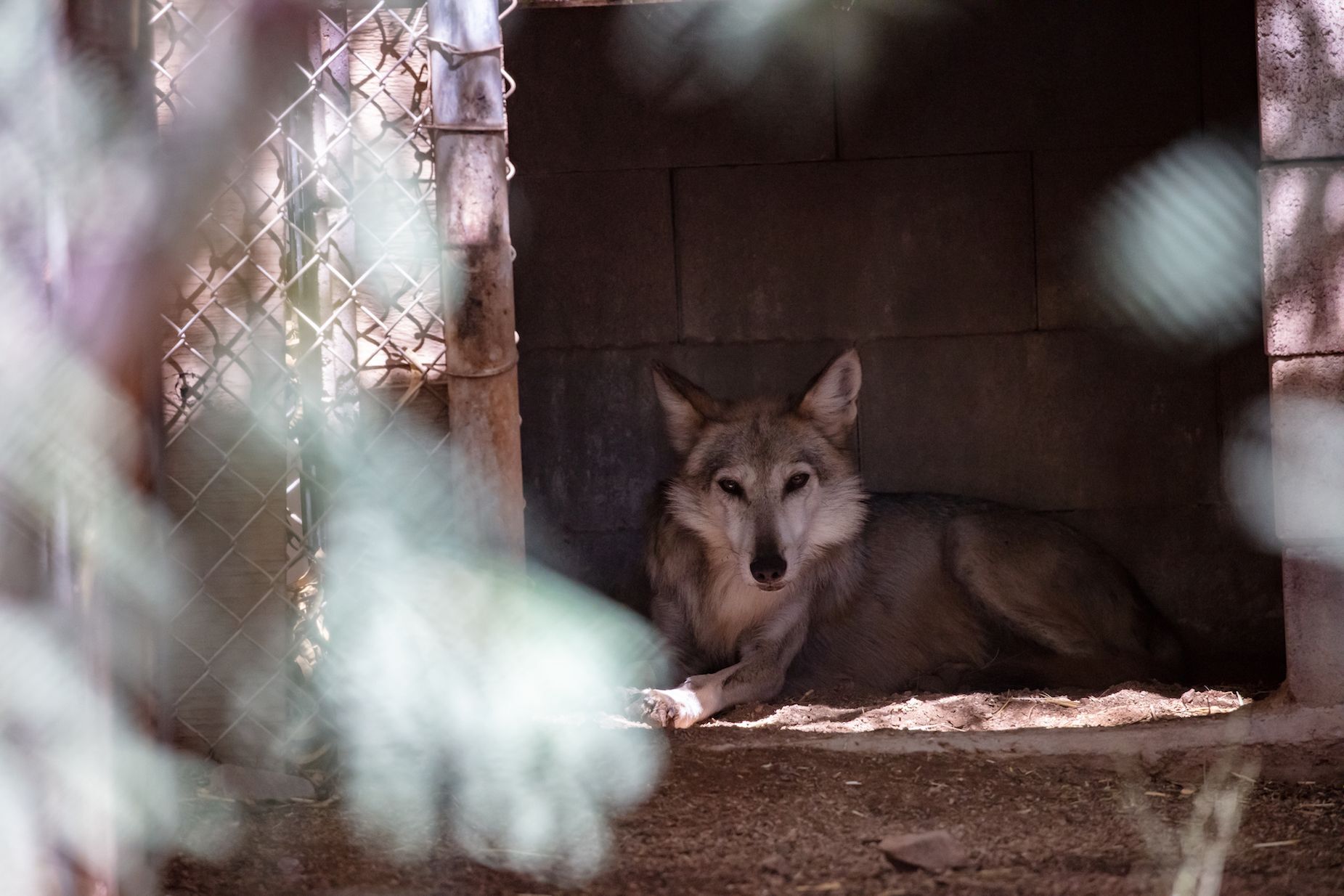 M1124 Sancho Mexican Gray Wolf Southwest Wildlife Scottsdale Arizona