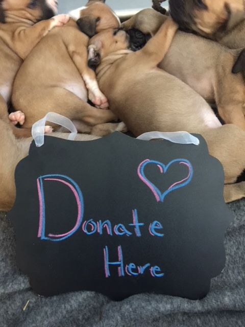 Donate Items : Donate : Animal Shelter of Northeast Nebraska