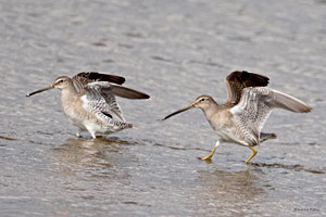 Long-billed Dowitcher