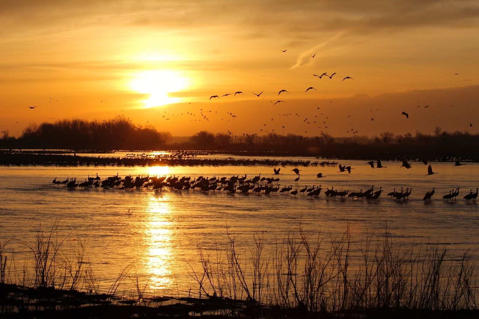 Virtual Crane Tours Crane Viewing Visit Crane Trust