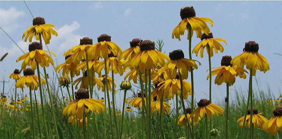 Coneflowers