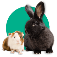 View Adoptable Small Pets