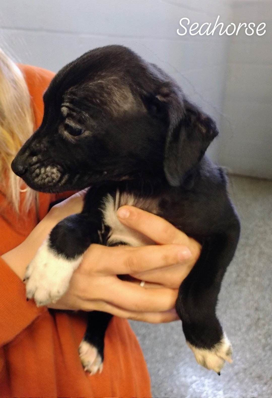 adoptable pets, dog, cat, adopt adoptable pets, dog, cat, adopt