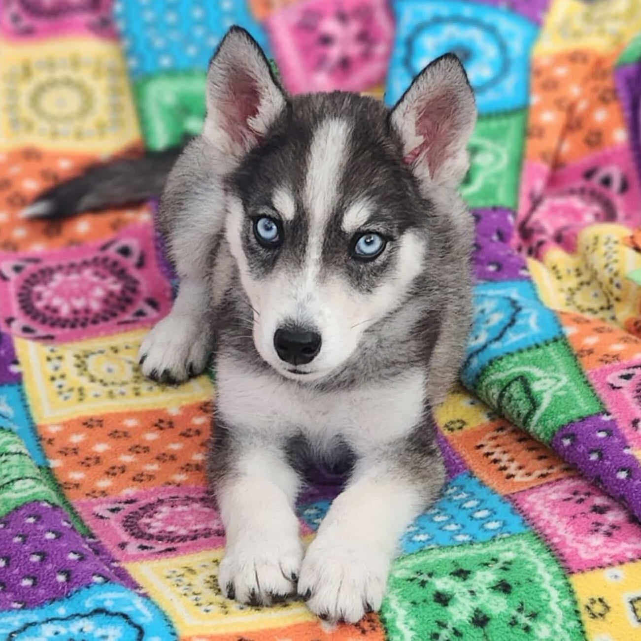 Cat relaxing in a kennel with the sun shining on her face.