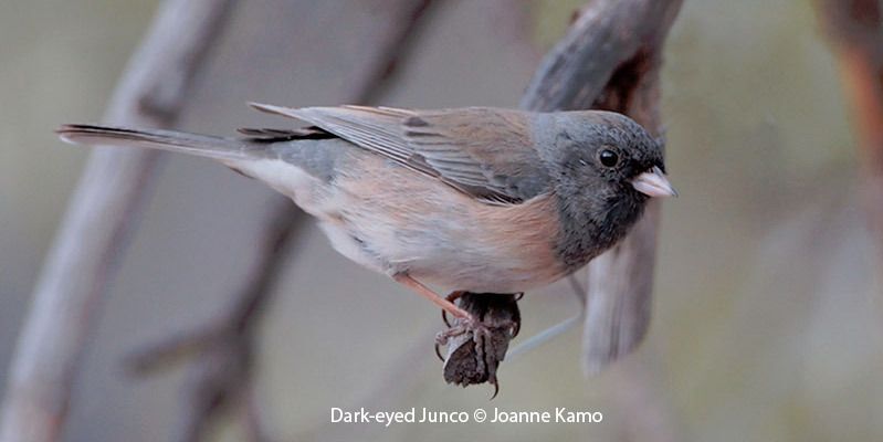 Dark-eyed Junco