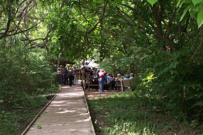 Boy Scout Woods