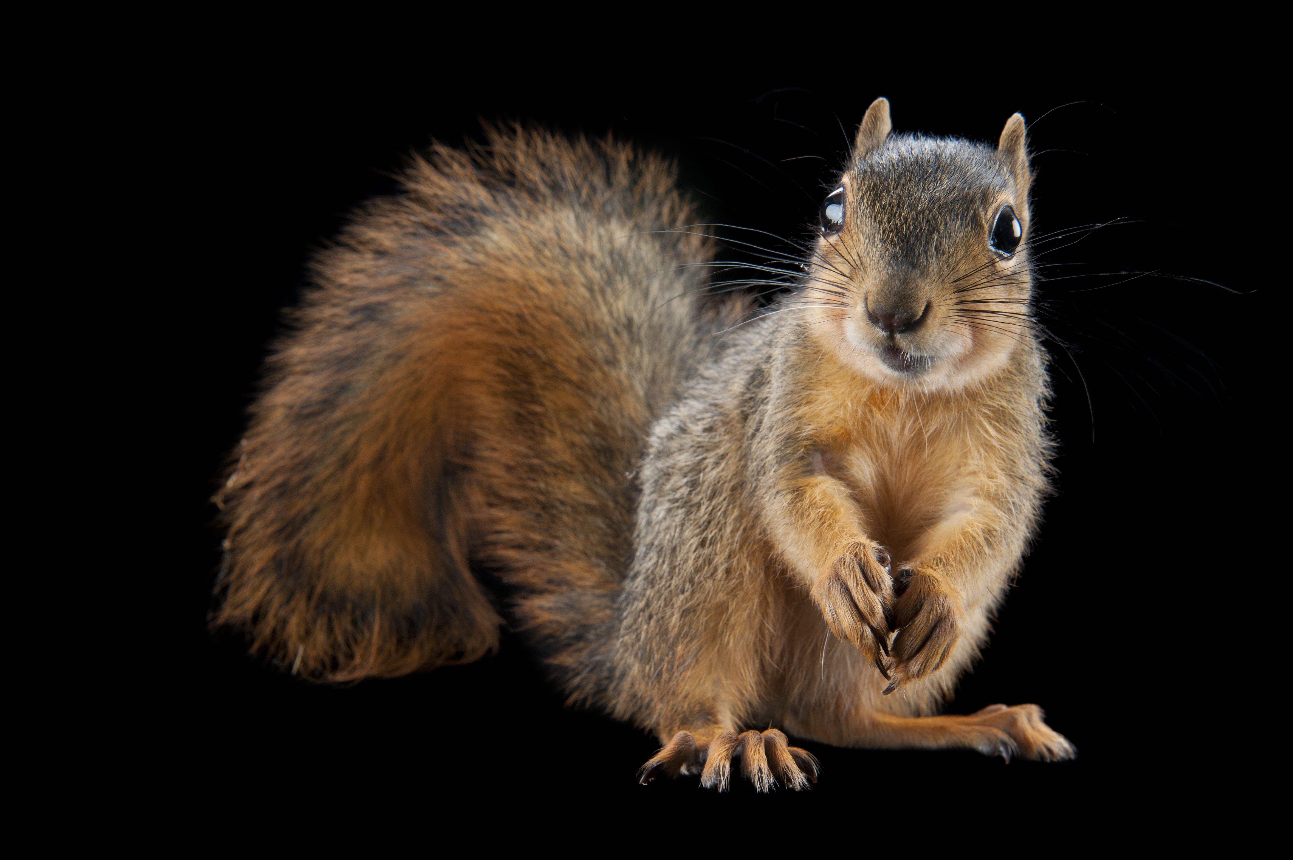 Eastern Fox Squirrel Nebraska Wildlife Joel Sartore