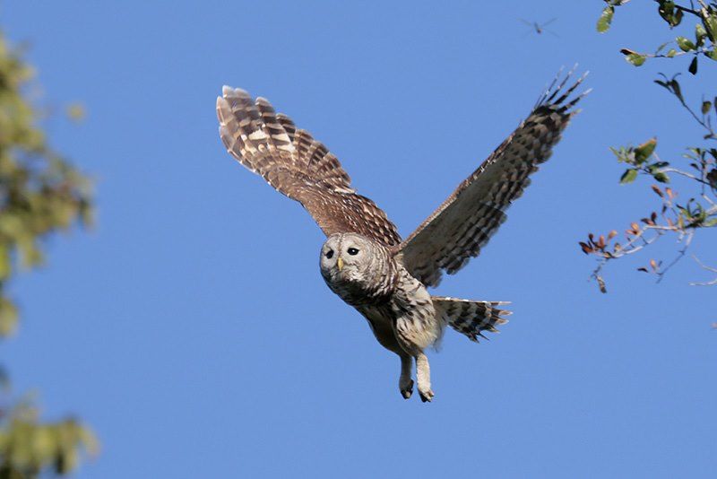 Barred Owl