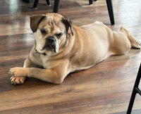 Lola - ADOPTED