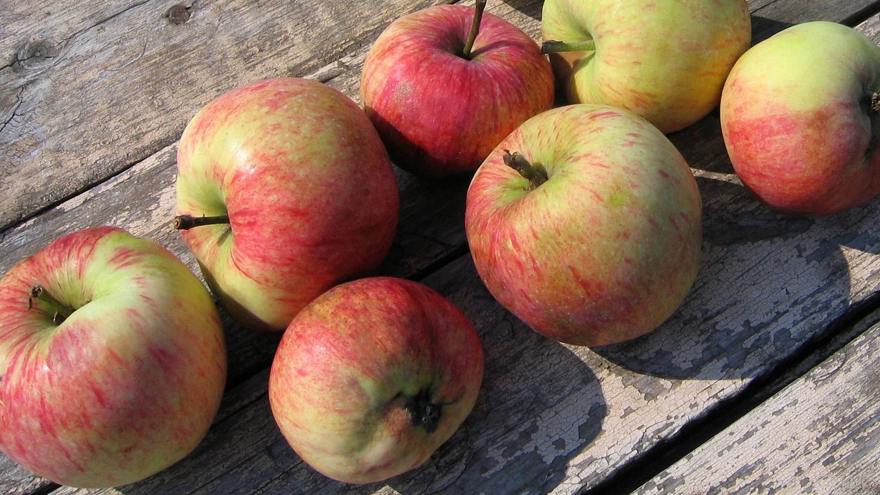 Fall means crisp apples in New England