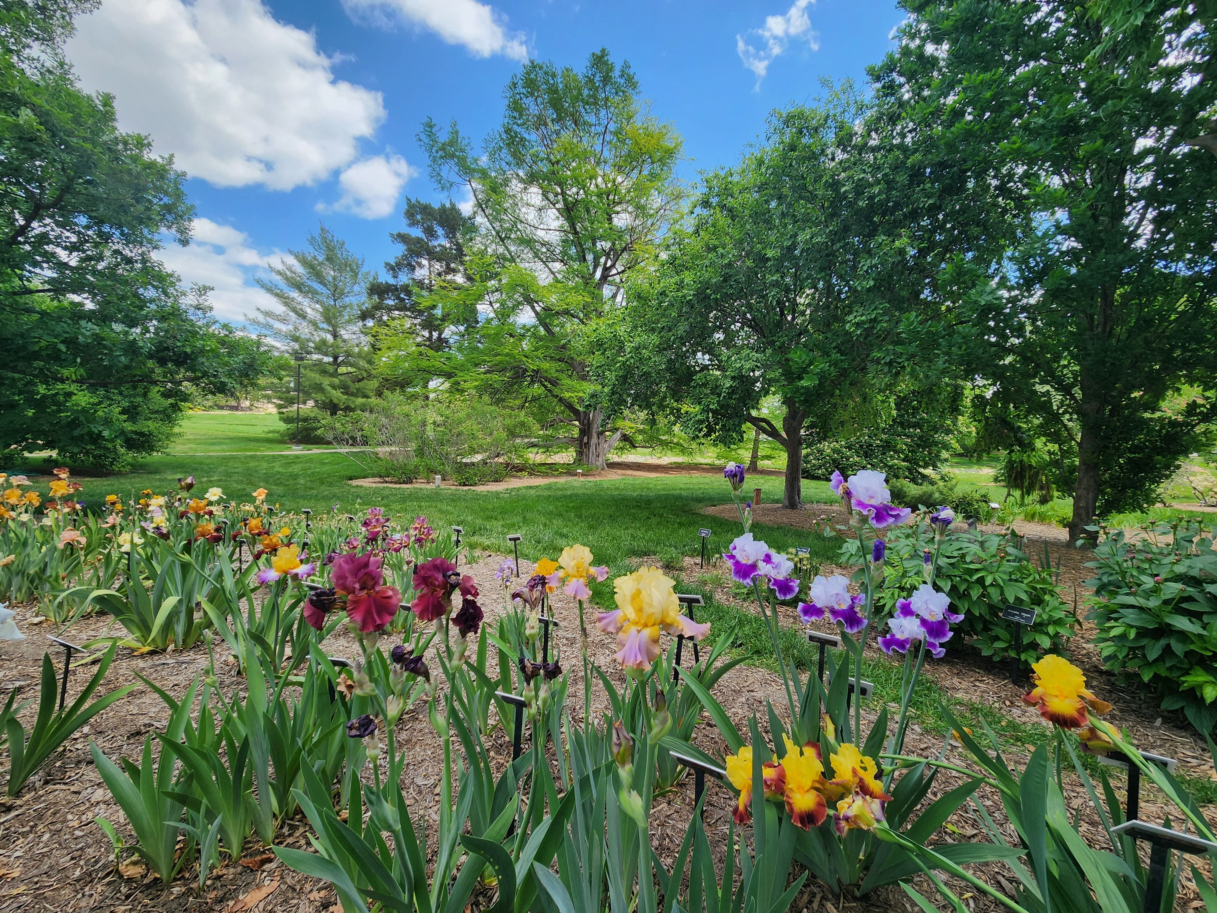 Colorful iris blooms in the foreground and trees, a green lawn and blue sky in the background 