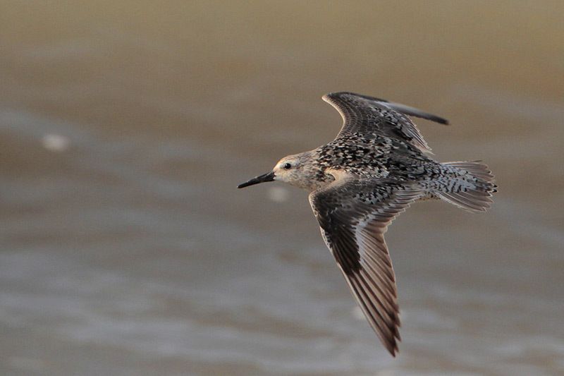 Red Knot