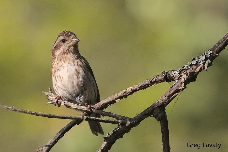 Beak of the Week: Purple Finch