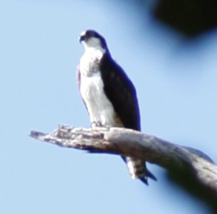 Osprey at Edith Moore