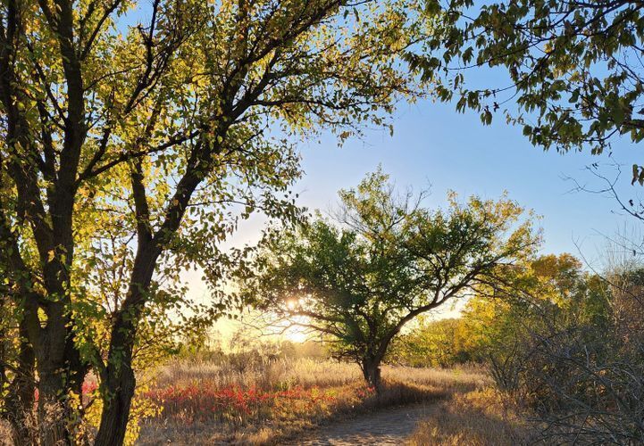 Trees in a mix of green and yellow fall color with prairie grasses and the setting sun in the background.
