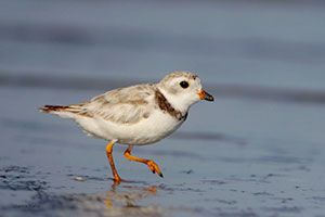 Piping Plover