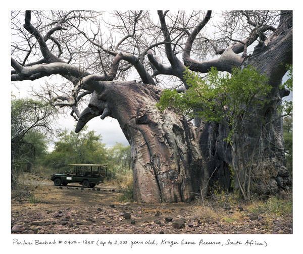 2. Pafuri Baobab: Up to 2,000 years old (Kruger National Park, South Africa)