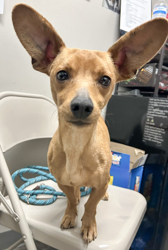 Dobby - ADOPTED