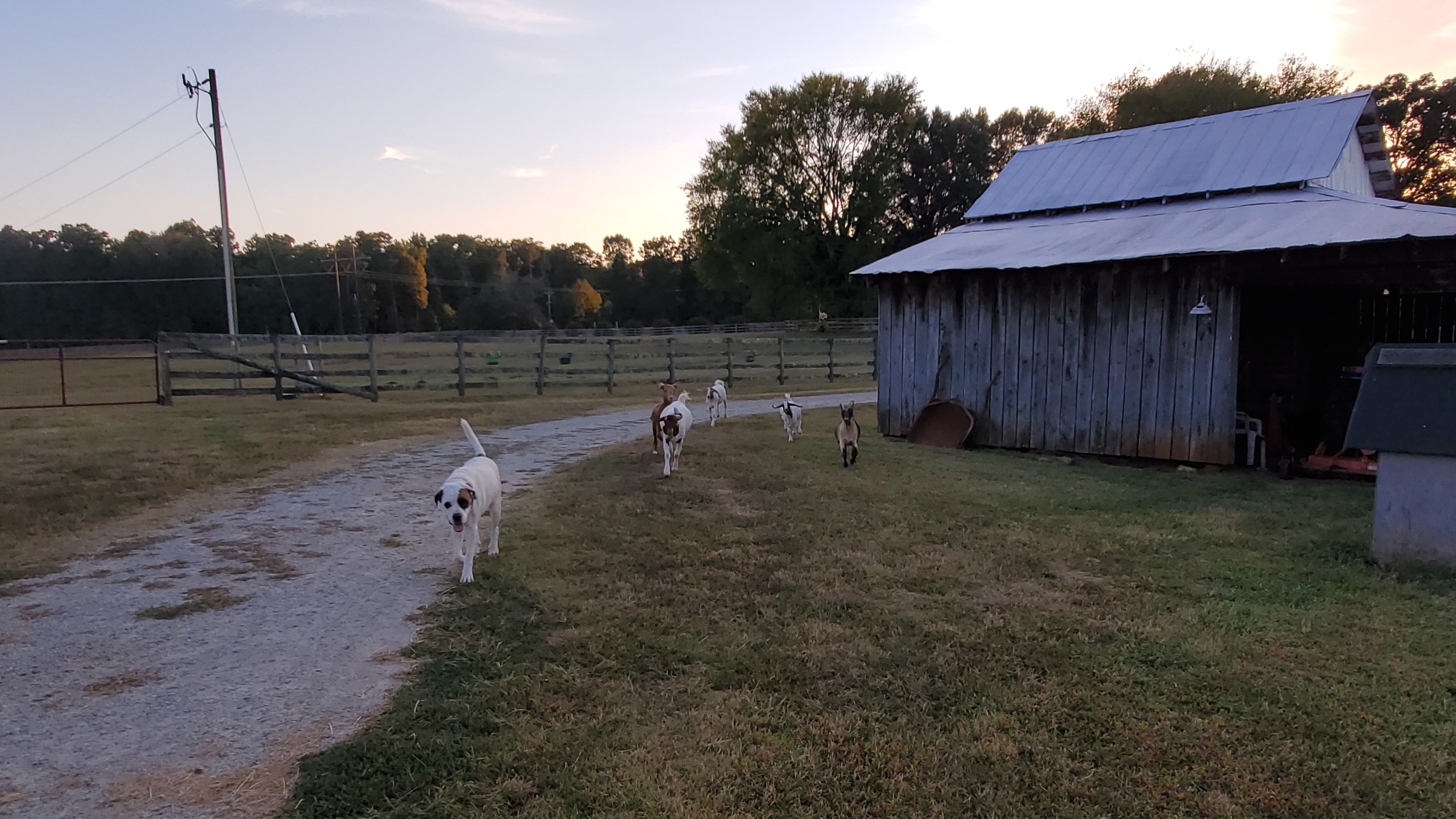 The Goats Night Routine