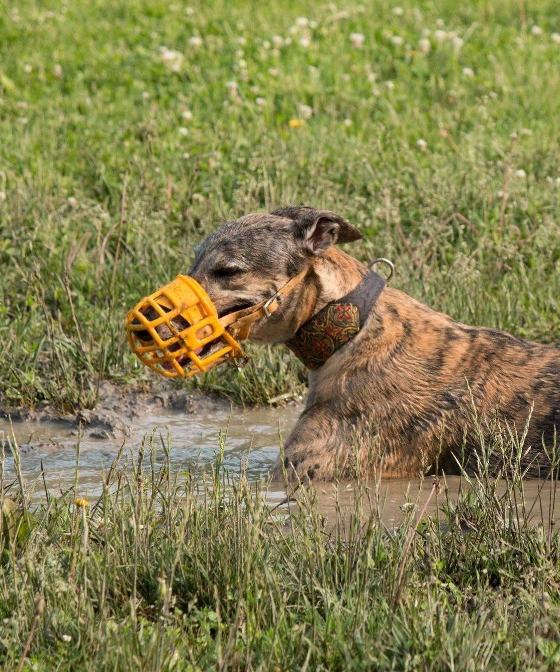 The Muzzle Myth: Why "Safety Gear" is Greyt